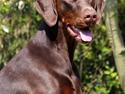 Dobermann Royal Danish Baronesse von Blixen
