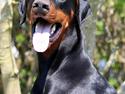 Dobermann Destiny´s Phoenix In The Spotlight aka Bentley