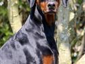 Dobermann *¤*Gaisha / Sasha*¤*
