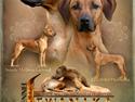 Rhodesian ridgeback Lewanika Humusha