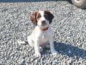 Engelsk springer spaniel Thor