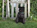 Dvaergschnauzer Sjanti