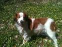 Kooikerhondje Smilla