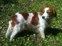 Kooikerhondje Diva