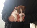 Dansk svensk gaardhund Bjanka