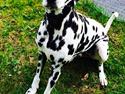 Dalmatiner Sir Toby