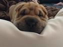 Shar pei Berta