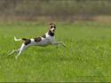 Terrier Brasileiro True Staff Double Trouble(Kenya)