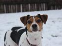 Dansk svensk gaardhund Moustgaard Ina aka. Molly