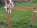 Kooikerhondje Kovo