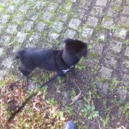 Blanding af racer Shcæfer/labrador blanding [ OLLIE ]