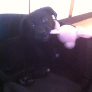 Blanding af racer Shcæfer/labrador blanding [ OLLIE ]