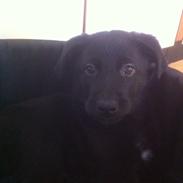 Blanding af racer Shcæfer/labrador blanding [ OLLIE ]