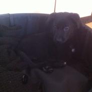 Blanding af racer Shcæfer/labrador blanding [ OLLIE ]