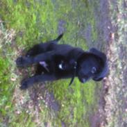 Blanding af racer Shcæfer/labrador blanding [ OLLIE ]