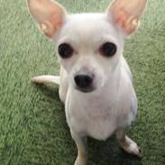 Chihuahua Kiki