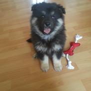 Finsk lapphund Kenai (stamtavle navn Boyka)
