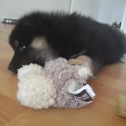 Finsk lapphund Kenai (stamtavle navn Boyka)