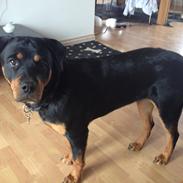 Rottweiler Molly