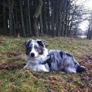 Miniature American Shepherd Marley