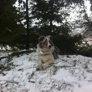 Miniature American Shepherd Marley