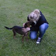 Blanding af racer Toffie