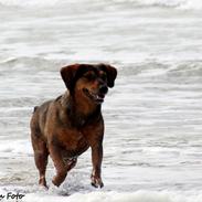 Blanding af racer Toffie