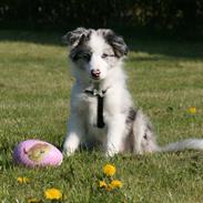 Border collie Kojimas Jitterbug Jinx