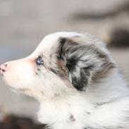 Border collie Kojimas Jitterbug Jinx