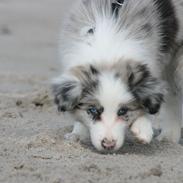 Border collie Kojimas Jitterbug Jinx