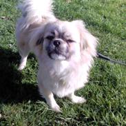 Tibetansk spaniel Gudrun  ("Sarchris Dina"- DKK stambog: