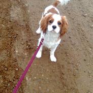 Cavalier king charles spaniel Victor