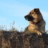 Schæferhund Luka