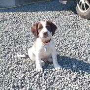 Engelsk springer spaniel Thor