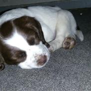 Engelsk springer spaniel Thor