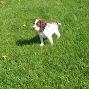 Engelsk springer spaniel Thor