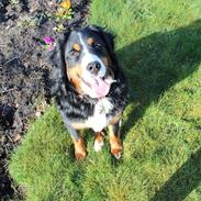 Berner sennenhund AnnaBella