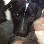 Jack russell terrier Thor