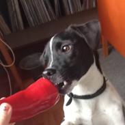 Jack russell terrier Thor