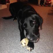 Blanding af racer Asta