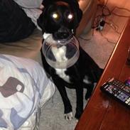 Blanding af racer Asta