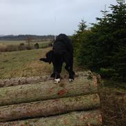 Blanding af racer Asta