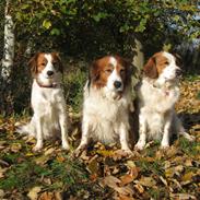 Kooikerhondje Xana