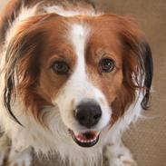 Kooikerhondje Xana