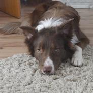 Border collie Diesel (Baby) <3