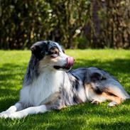 Australian shepherd Aston