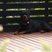 Rottweiler Fury vom hause Desteny (coco)