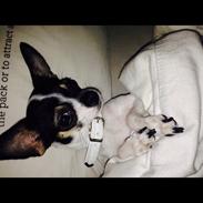 Chihuahua Lille My