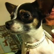 Chihuahua Lille My