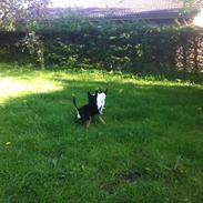 Chihuahua Lille My